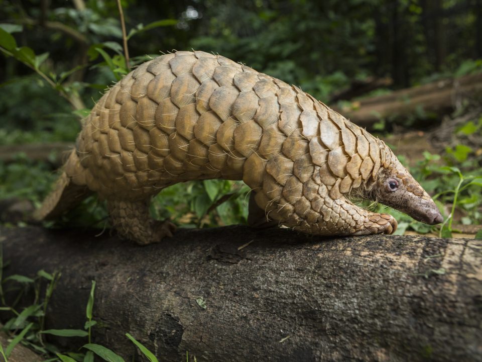 Pangolin Adventure in Bwindi Gorilla Park Uganda