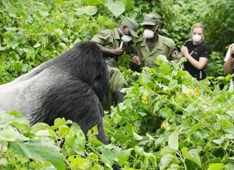 Can I reschedule my gorilla permit at a 30% deposit?