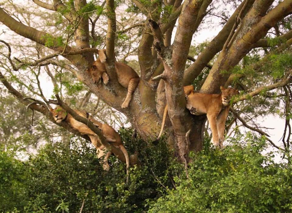The Best Ways to Explore Uganda National Parks on A Safari 