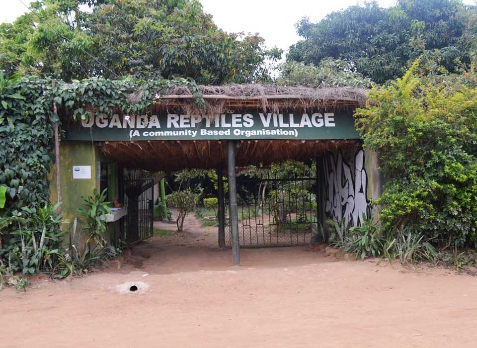 Reptiles Found in Uganda