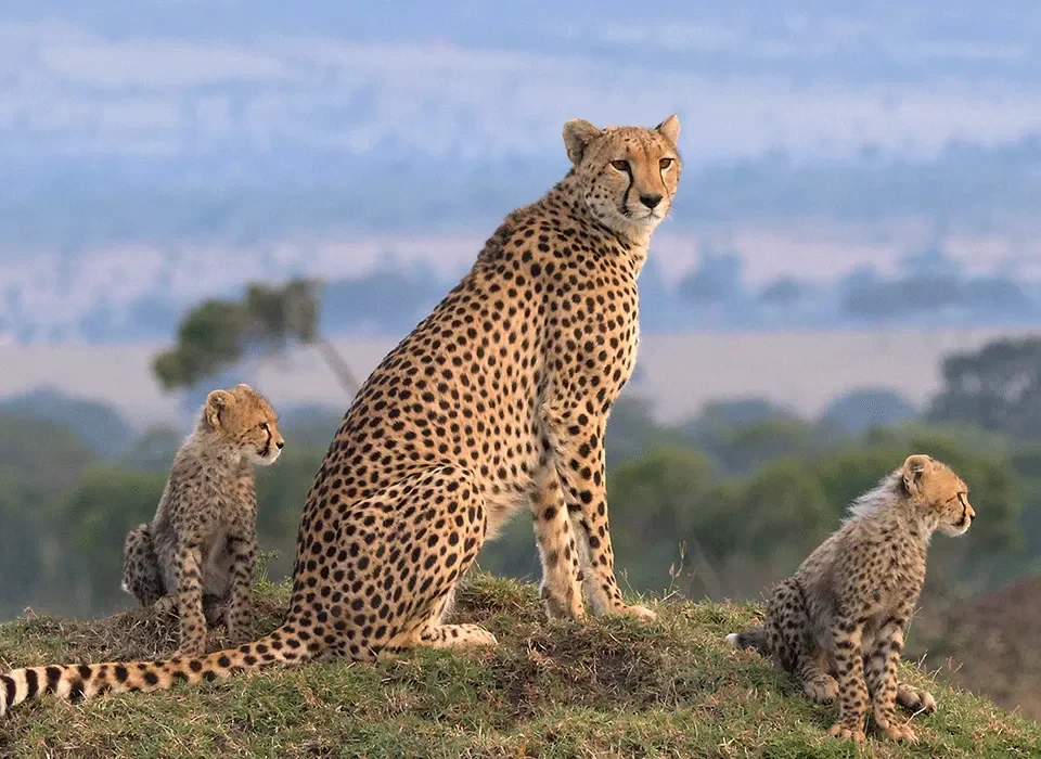 Uganda Primate Safari with Queen Elizabeth National Park