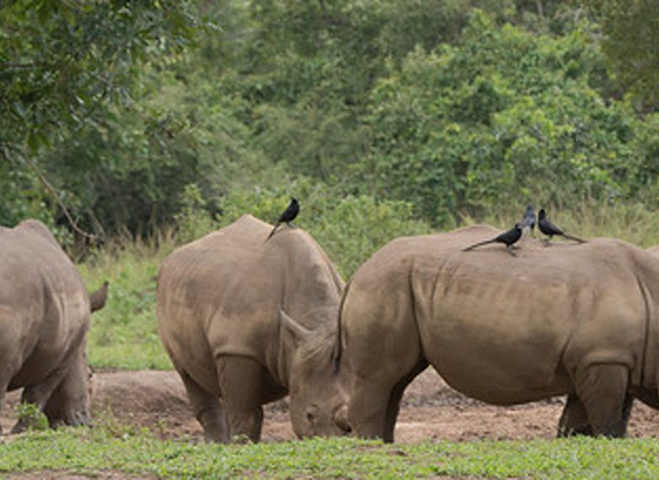 Other Activities to do in Ziwa Rhino Sanctuary