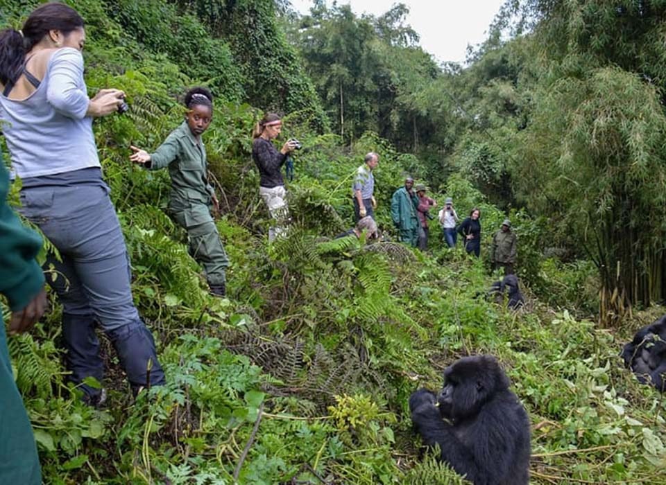 How difficult is a gorilla trek?