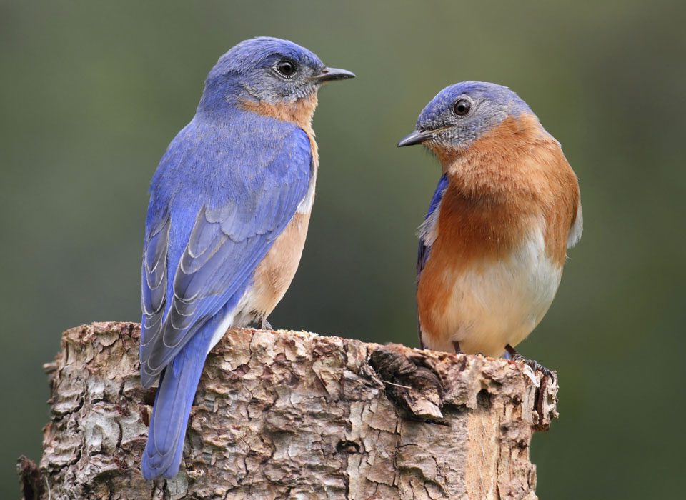 Birdwatching in Rwanda