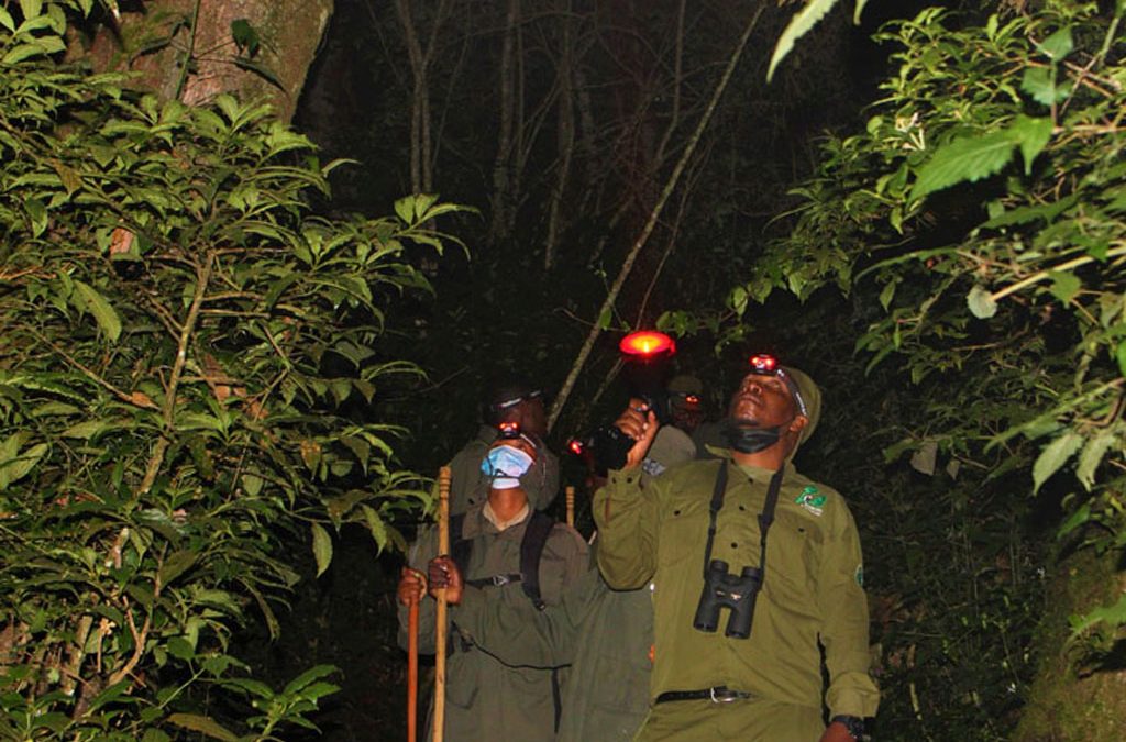 Night Walks in Nyungwe Forest National Park 2 Night Walks in Nyungwe Forest National Park
