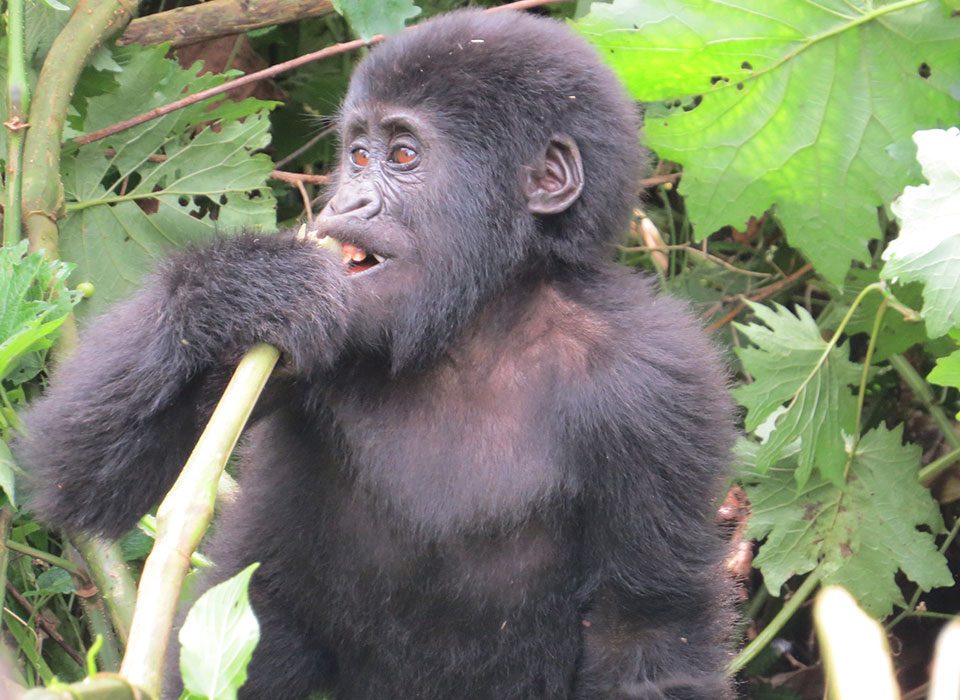 4 Day Express Primates Safari in Uganda from Kigali
