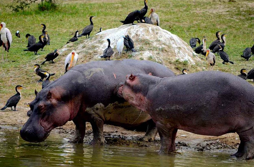 Do I Need a Visa for a Rwanda Wildlife Safari?