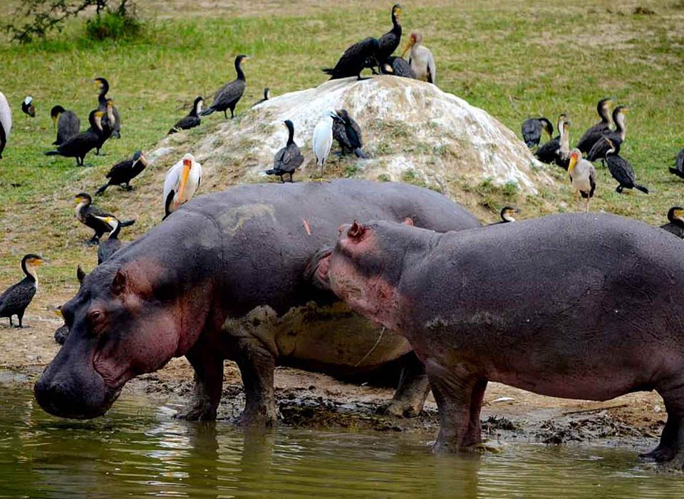 Do I Need a Visa for a Rwanda Wildlife Safari?