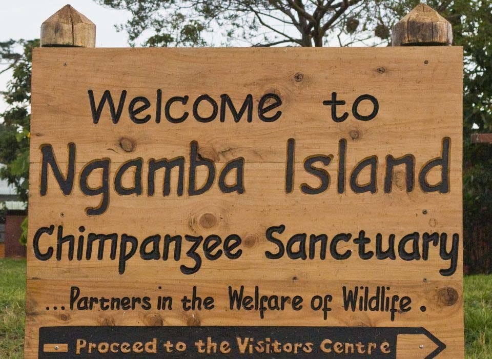 A day tour at Ngamba Island Chimpanzee Sanctuary