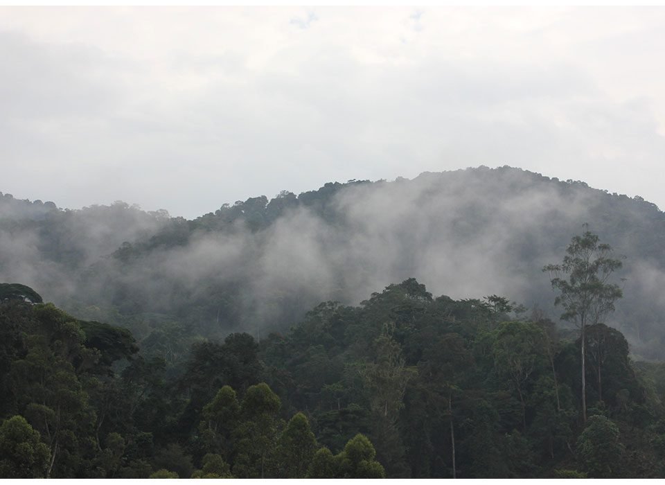 All you need to know before Travelling to Bwindi impenetrable national park