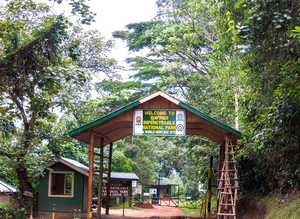 How to Spend 6 Days in Bwindi Impenetrable National Park