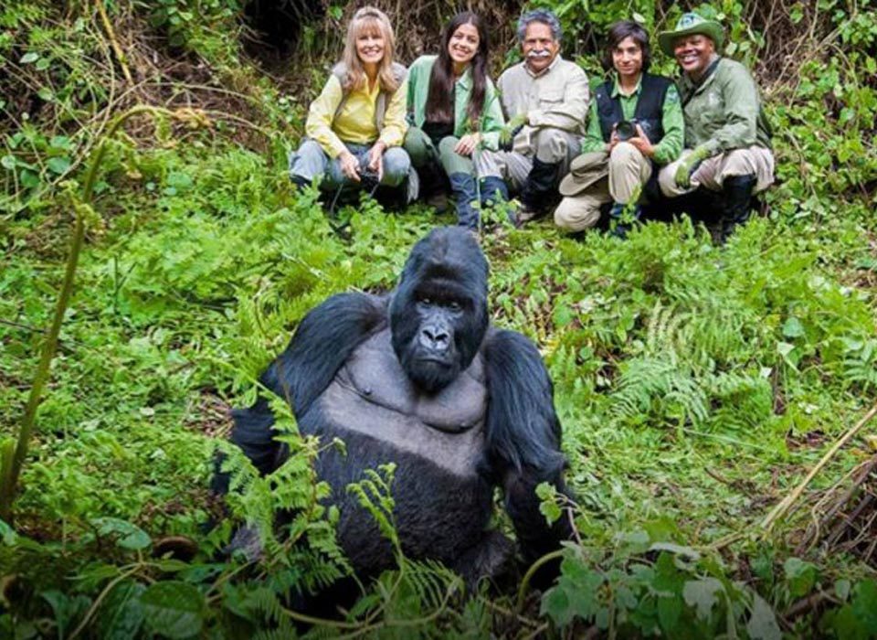 Reasons to Trek African Mountain Gorillas in Uganda