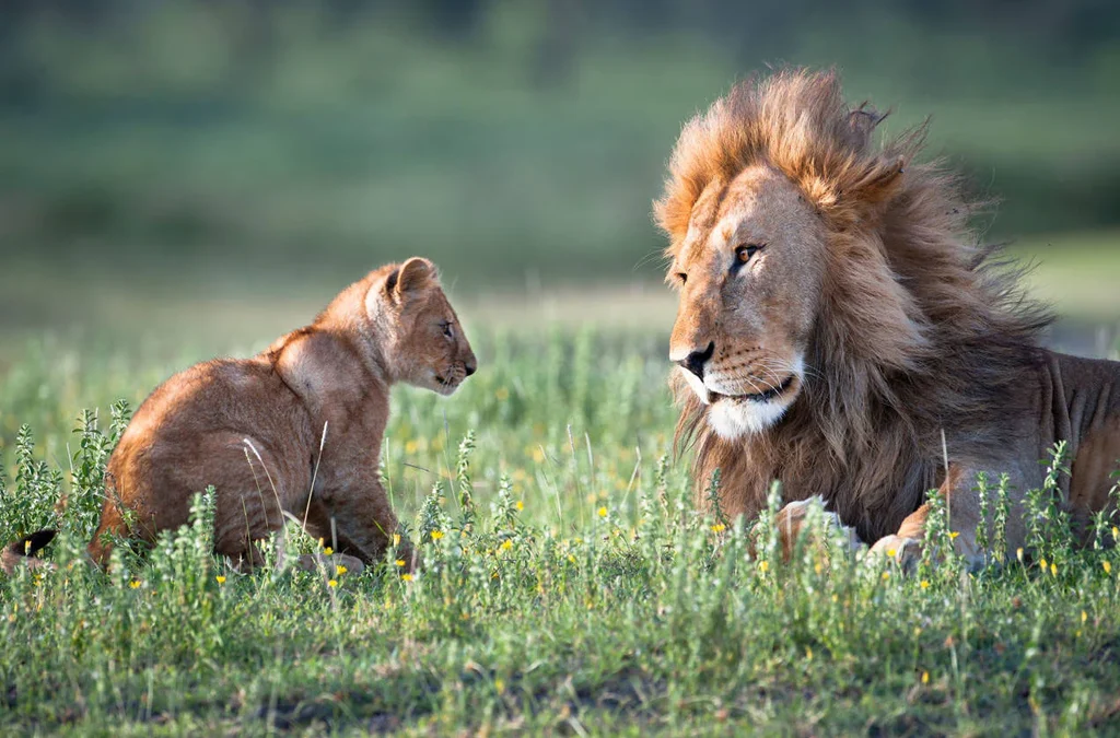 Where to See Lions in Kenya on A Game Drive 2 Where to See Lions in Kenya on A Game Drive
