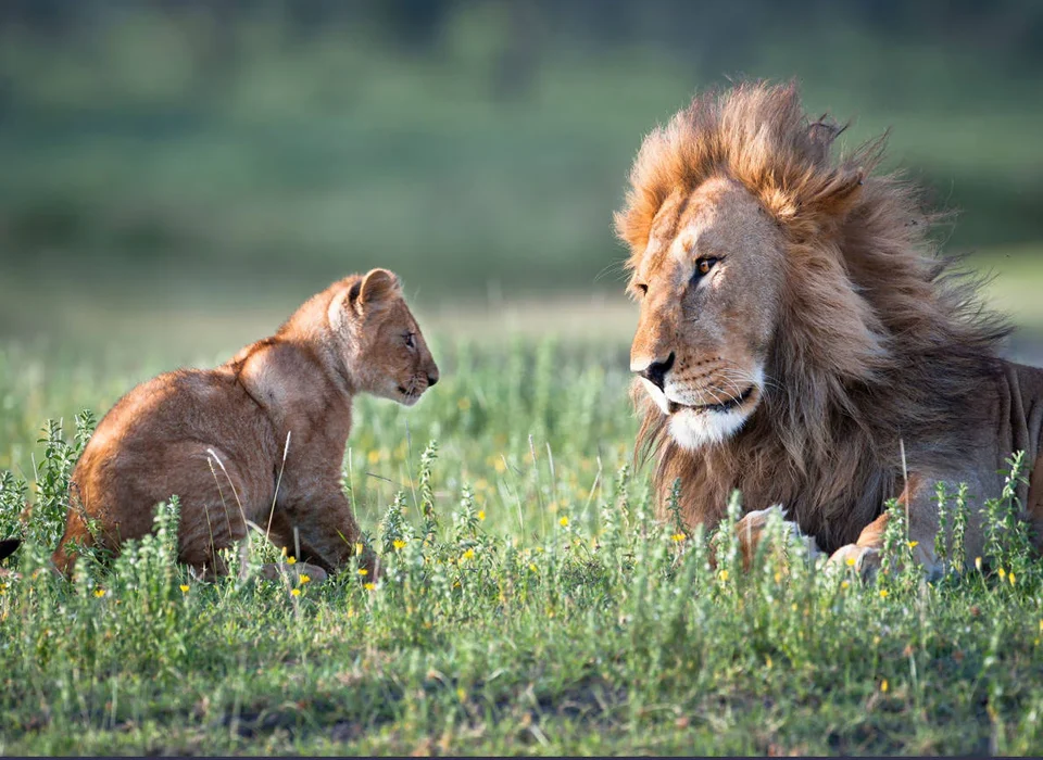 Where to See Lions in Kenya on A Game Drive