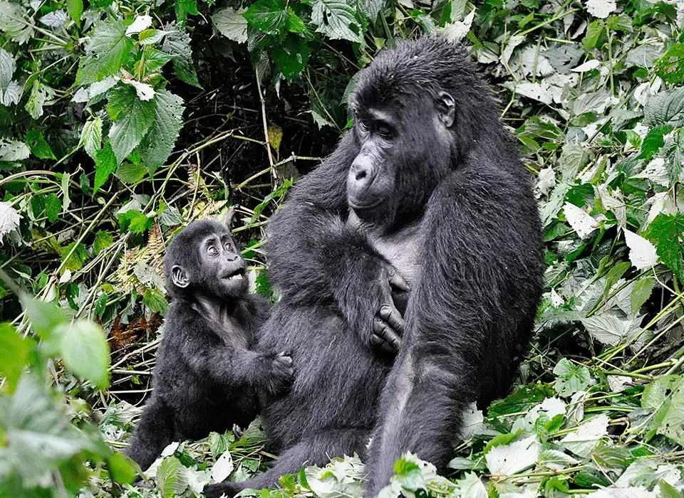 What Happens if I Don’t See Gorillas on the Day of Trekking?