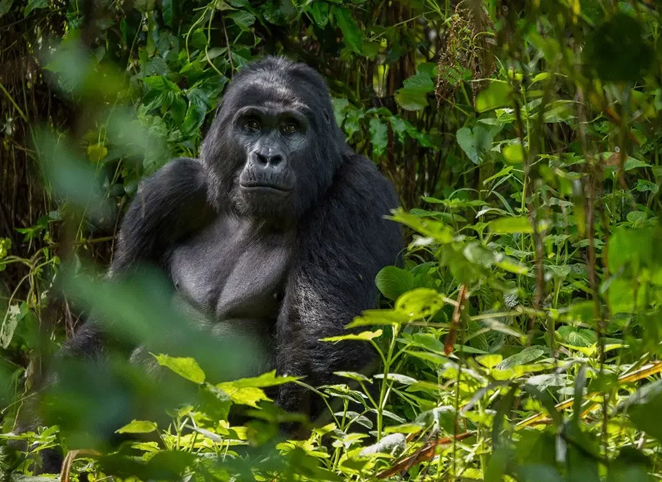Booking a Gorilla Permit in Rwanda for Your Honeymoon