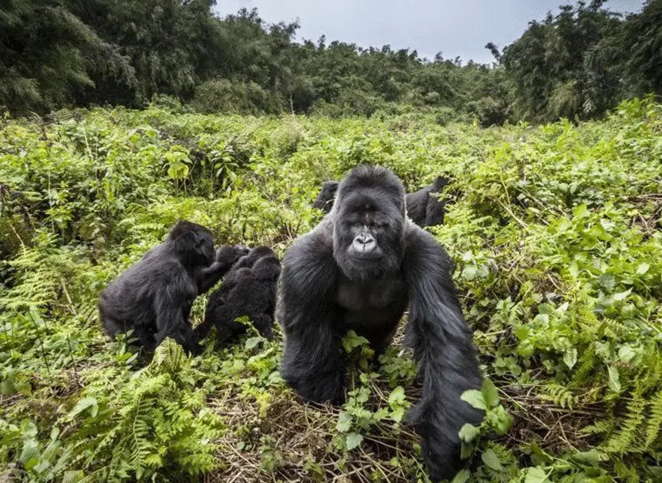 Things To Do on a Safari Holiday in Rwanda