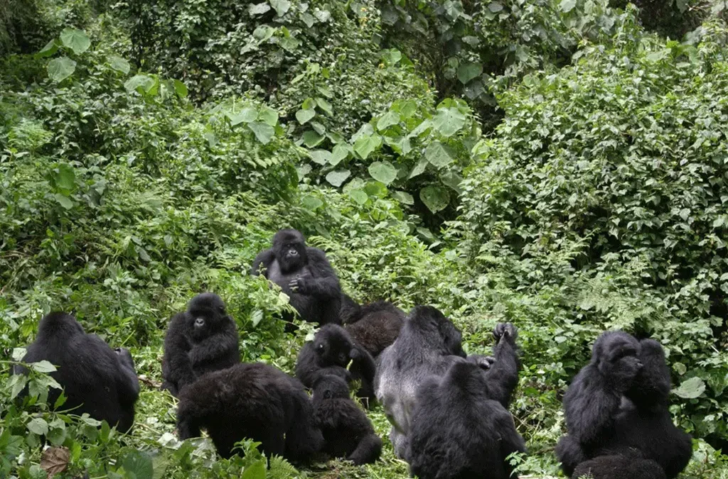 Is Gorilla Habituation in Uganda Safe Now?