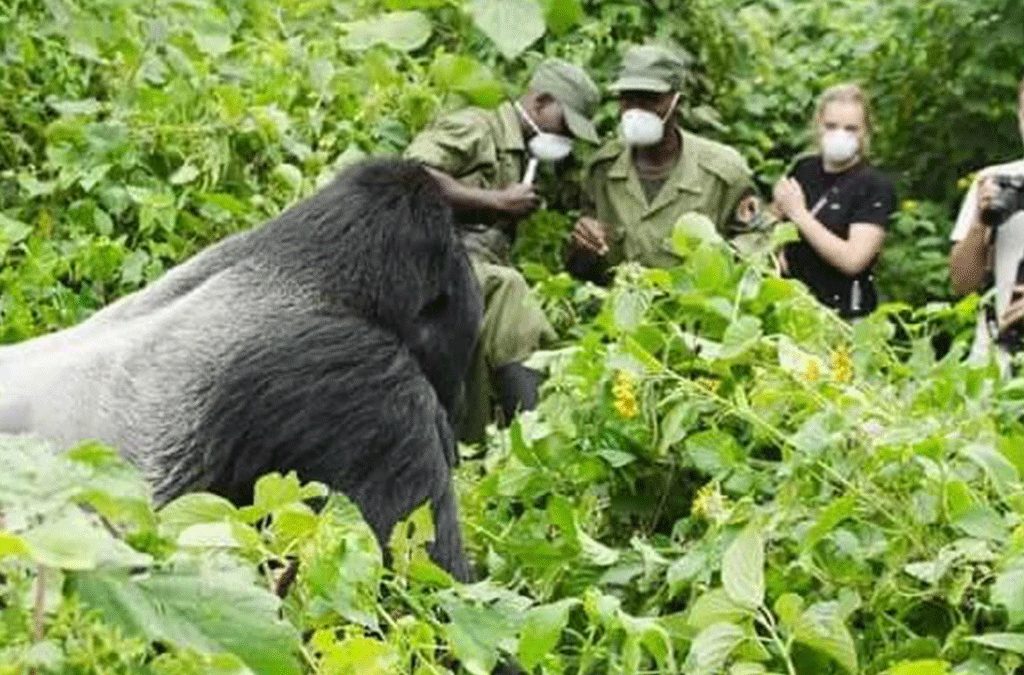 Things To Do on a Safari Holiday in Rwanda 2 Top Things to Do on a Rwanda safari Holiday