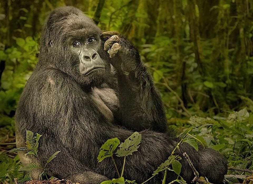 Top Safari Holidays in Western Uganda