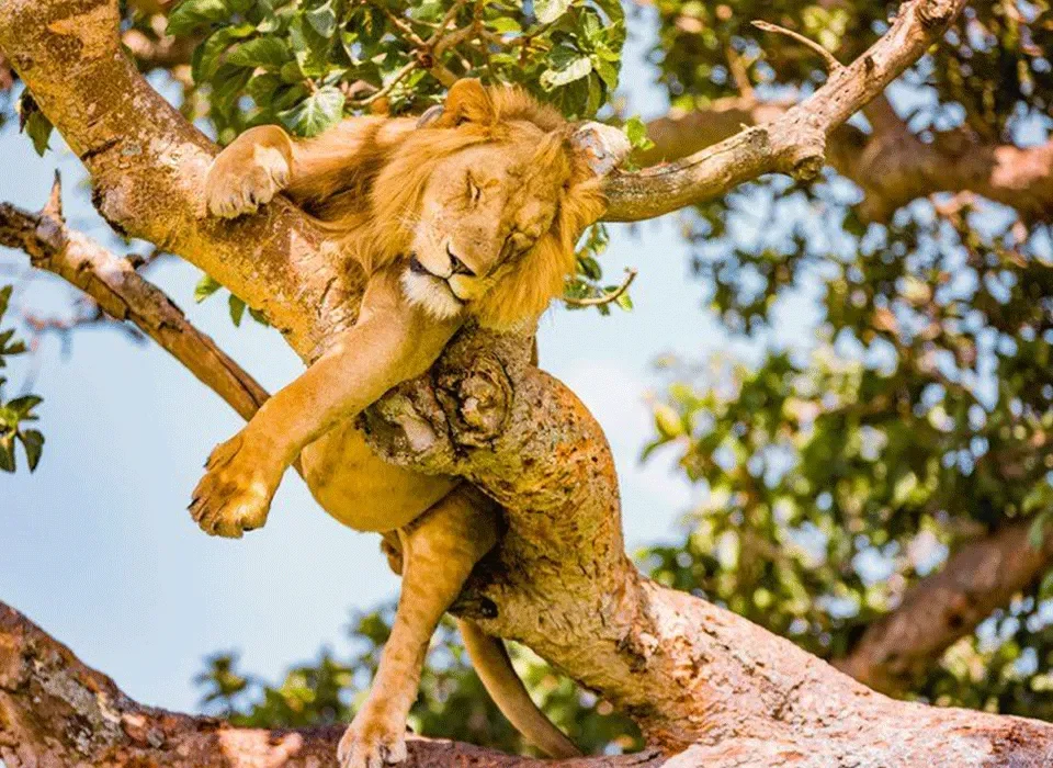 Queen Elizabeth Vs Murchison Falls National Park