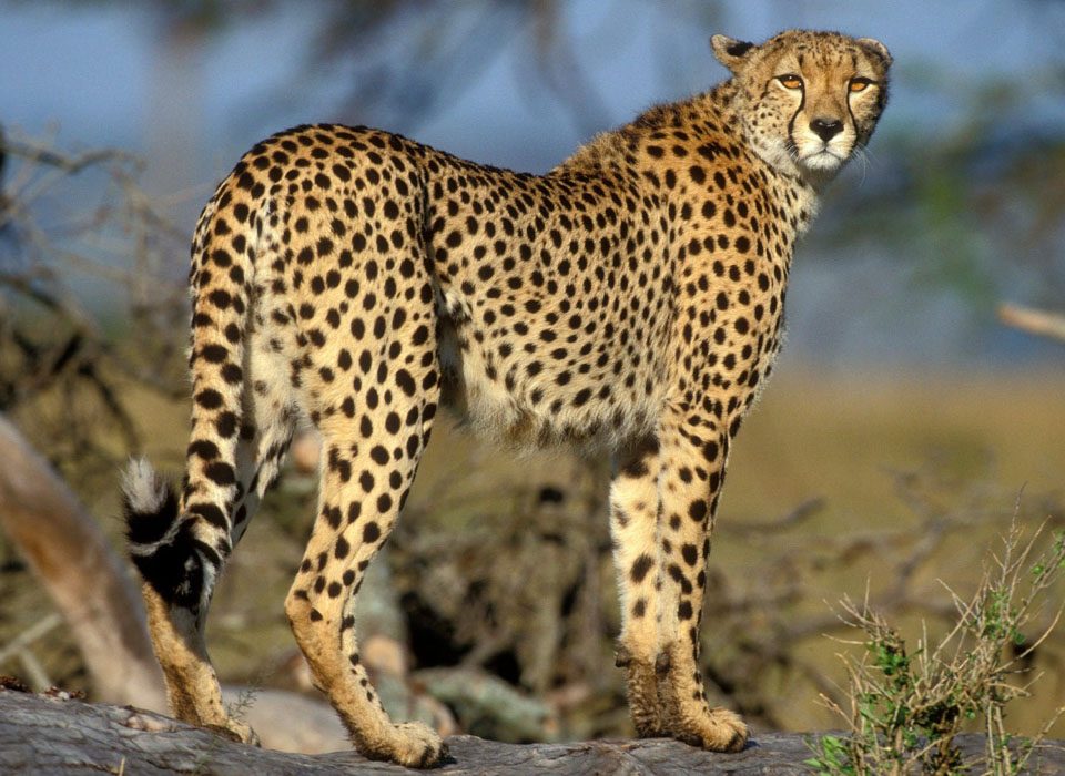 Where to see Big Cats in Uganda