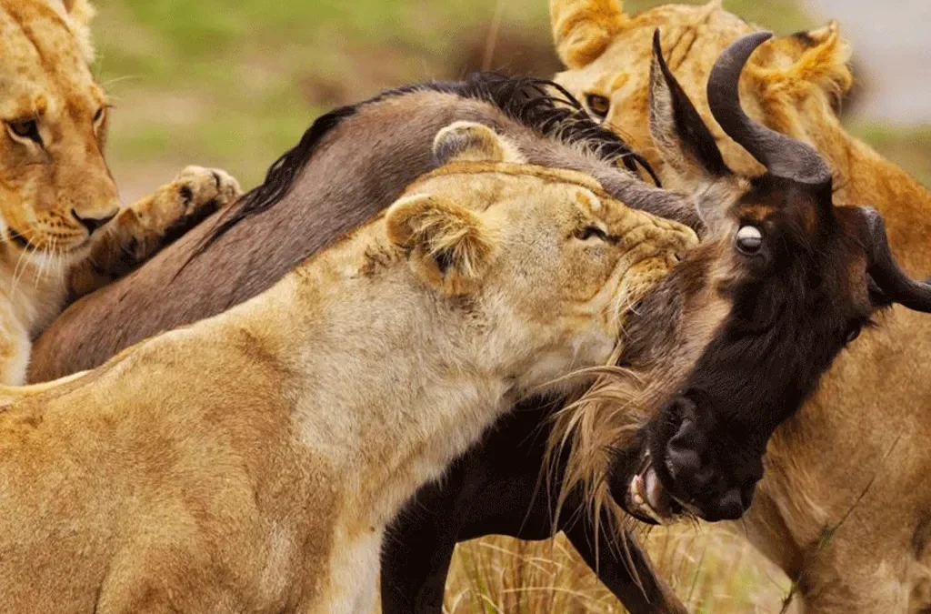 How to Choose The Best Safari Tour 2 How to Choose The Best Safari Tour