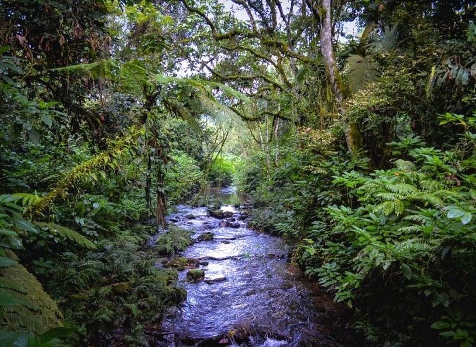 Kashasha River Trail in Bwindi Impenetrable National Park.