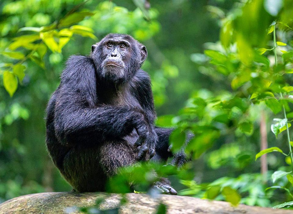 Budget safaris to see apes in Uganda.