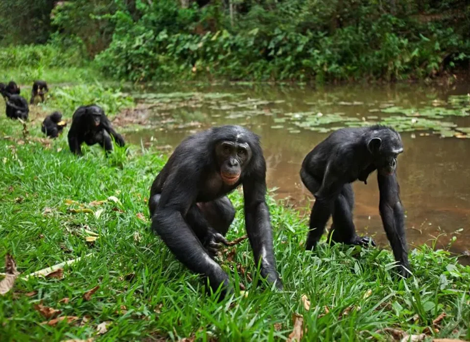 Where to see Bonobos in Africa