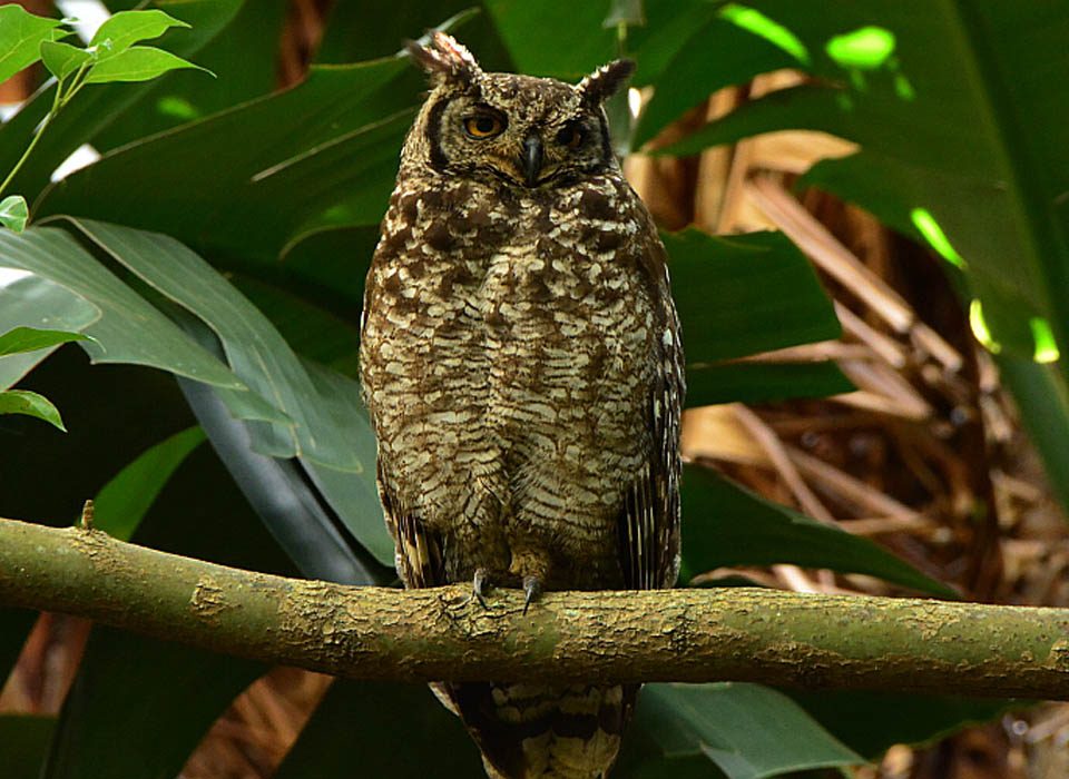 Birding at Entebbe Botanical Gardens