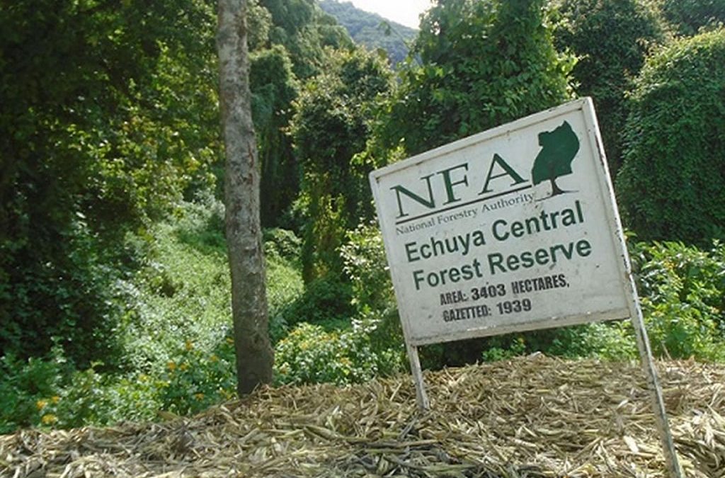 Echuya Forest
