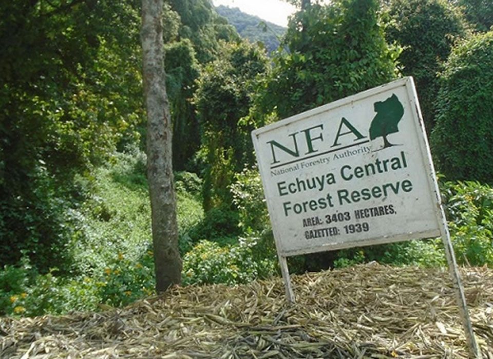 Echuya Forest