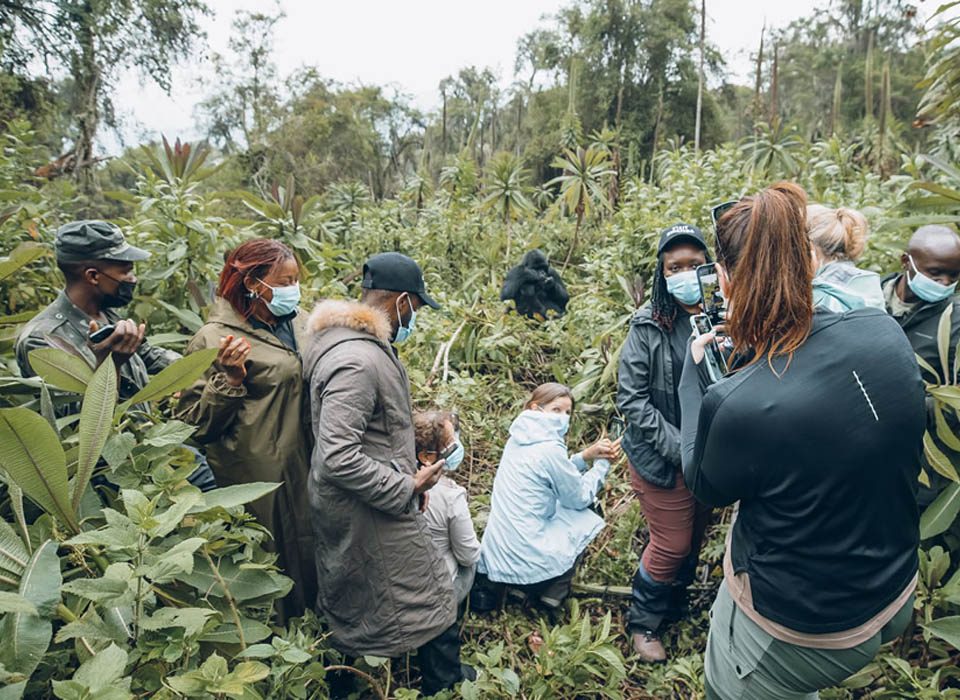 Tips for Planning a Perfect Gorilla and Chimpanzee Trekking Safari in Rwanda