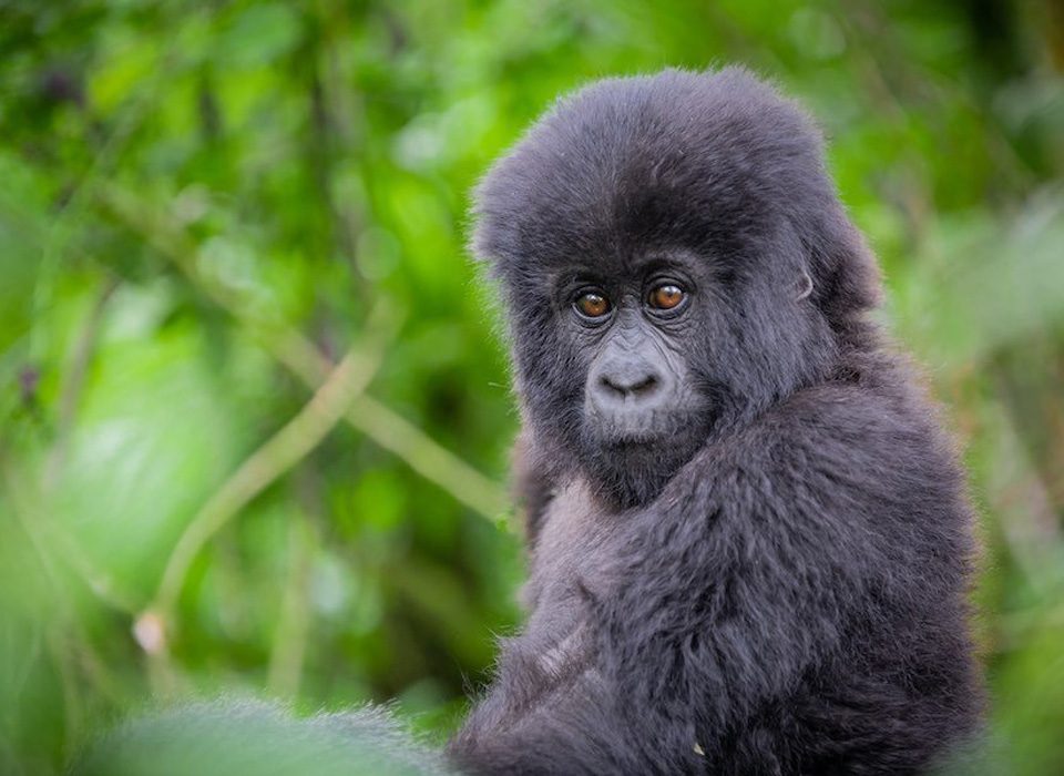 Best Guide to Gorilla Trekking in Rwanda 2025-2026