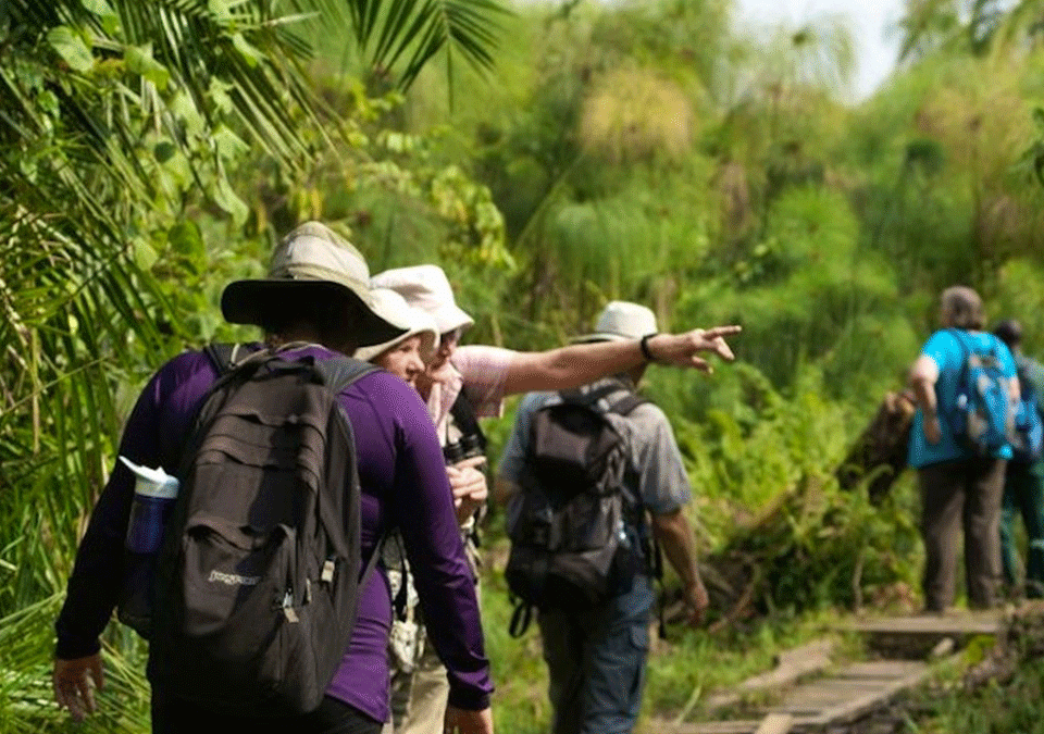 Other Activities to Do in Kibale After Chimpanzee Habituation