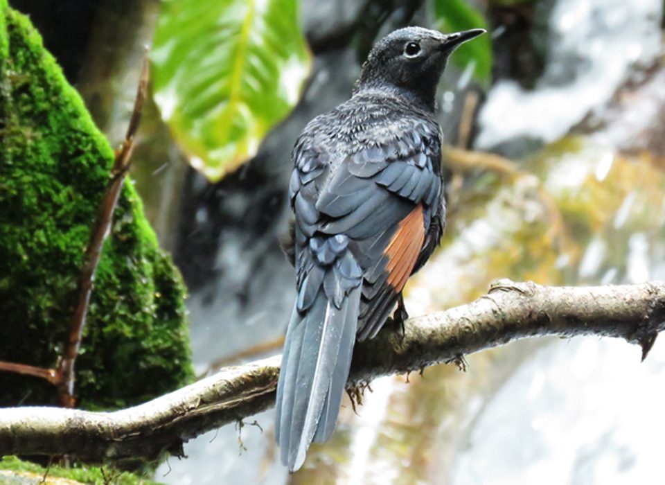 Bird Watching in Volcanoes National Park.