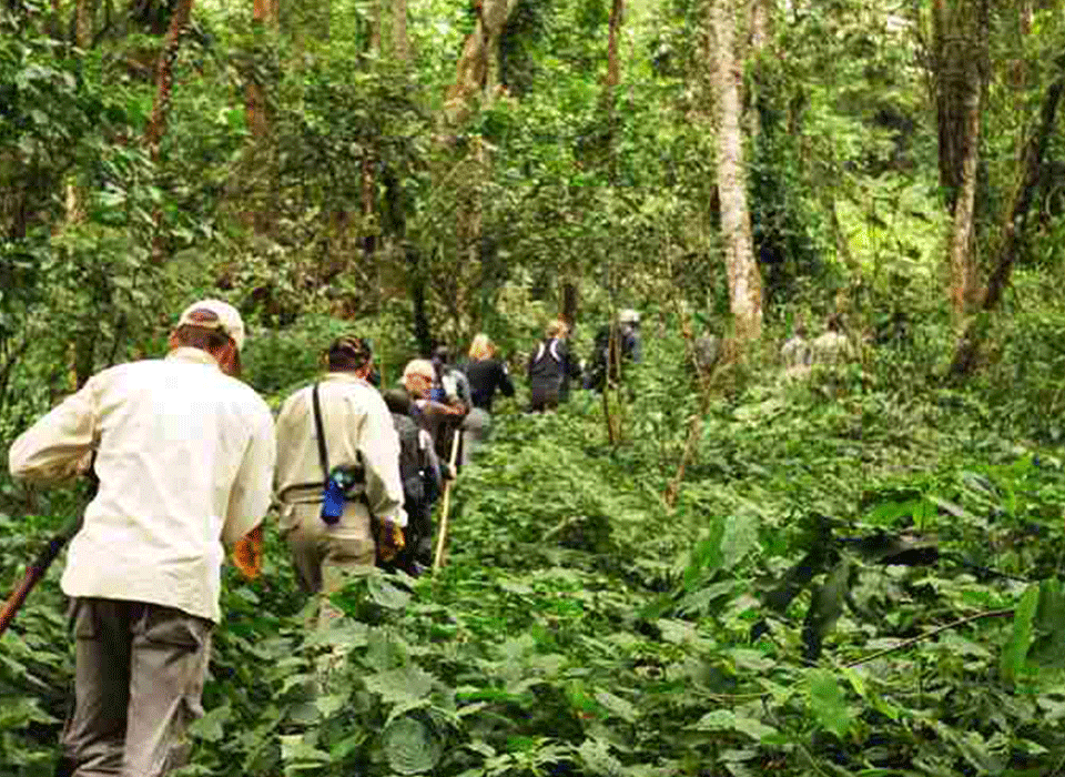 Walking safari from Buhoma to Nkuringo