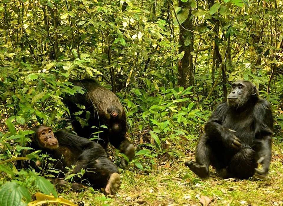 Ultimate Guide to Chimpanzee Trekking on Nyungwe Forest Safari