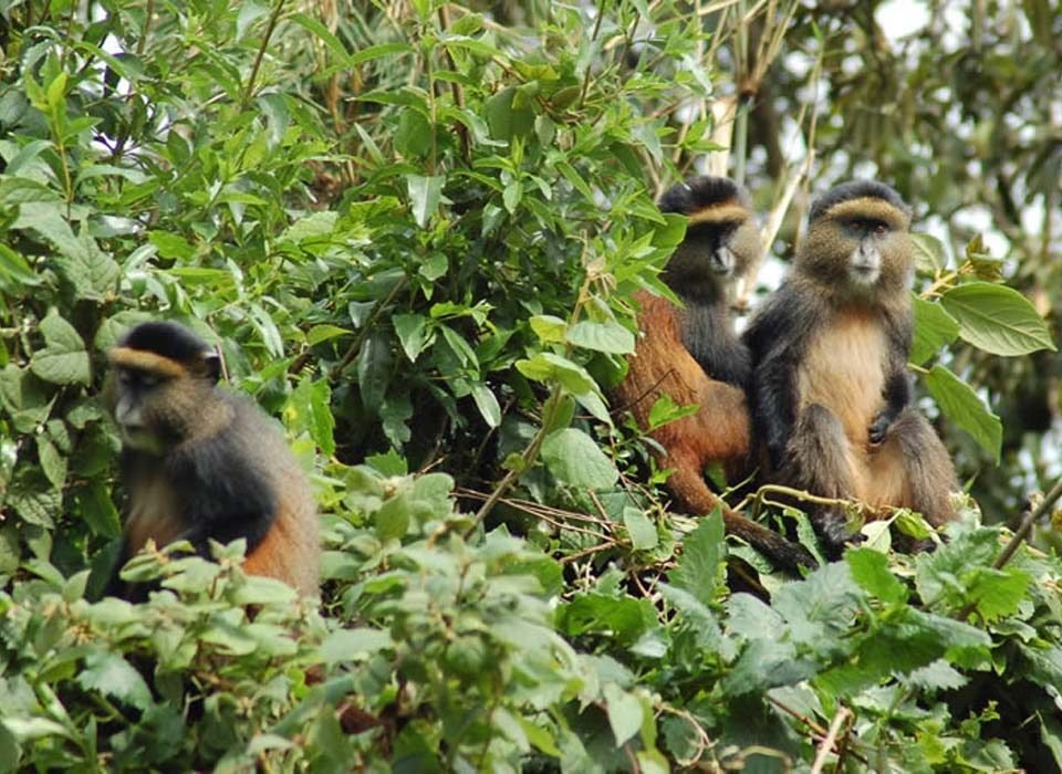 10 Must-See Animals on a Uganda Safari