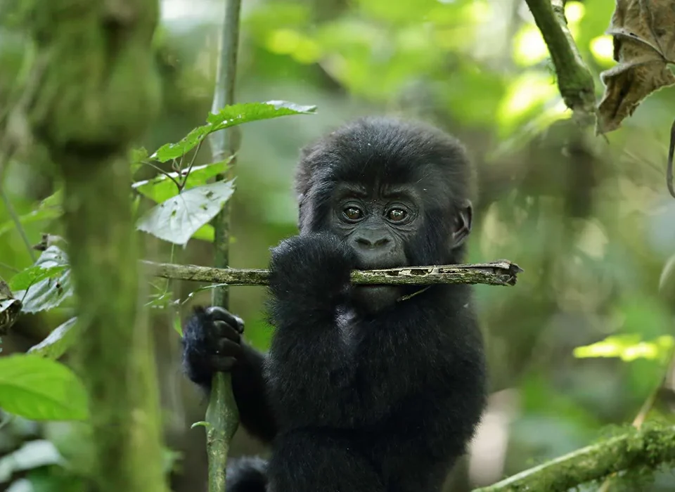 Is Tipping Customary on Rwanda Gorilla Trekking 2025-2026 Guide