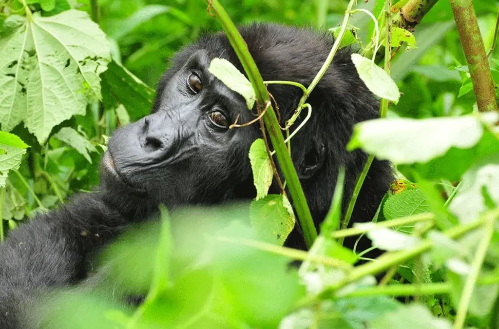 Safari Destinations for Gorilla Trekking
