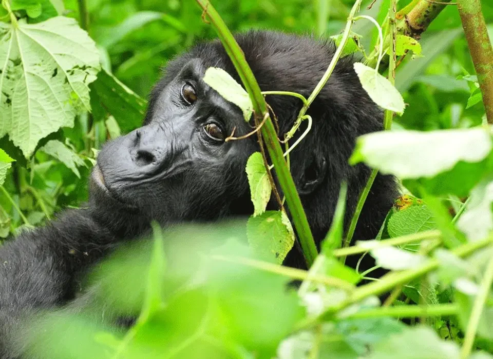 Safari Destinations for Gorilla Trekking