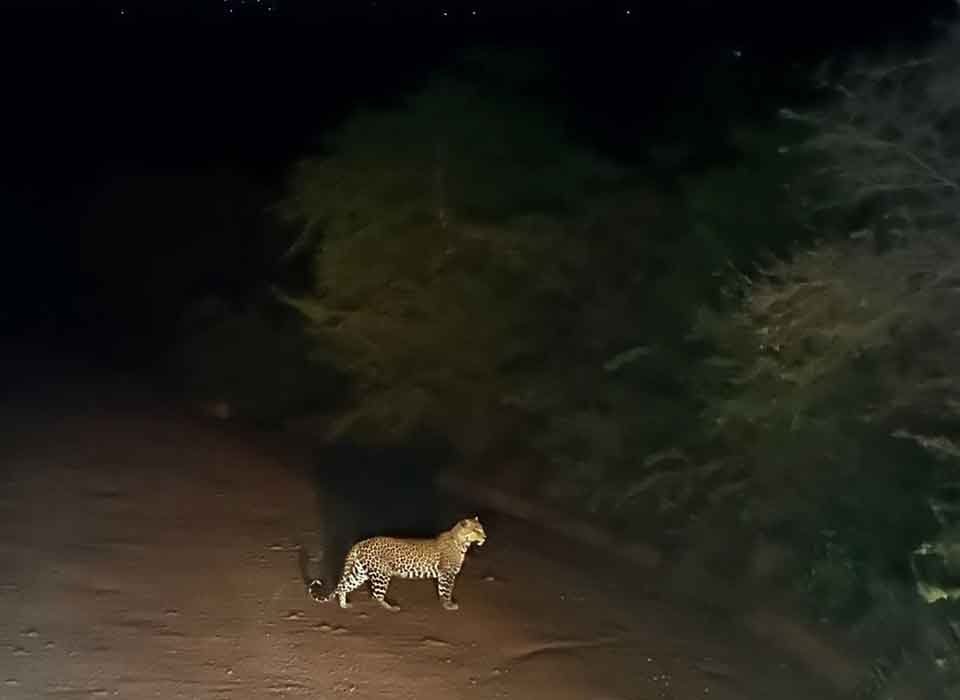 Night Game Drives in Queen Elizabeth National Park