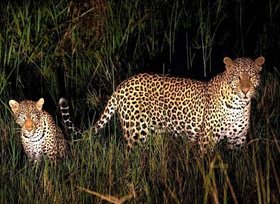 Night game drive in Murchison Falls National Park