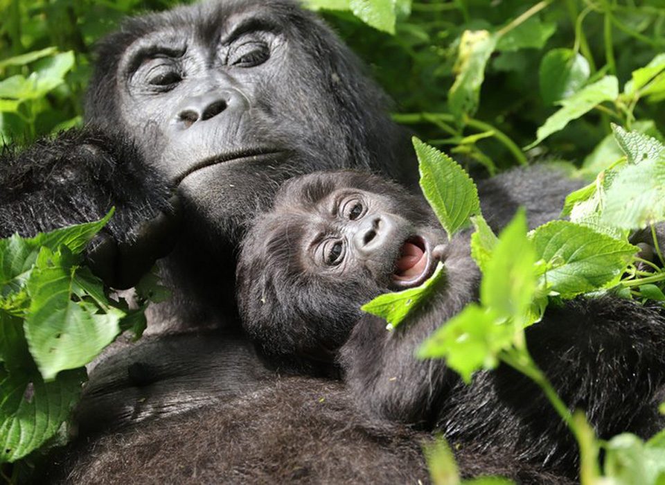 The Importance of Gorillas in Ecosystems