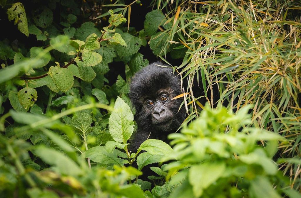 How to master gorilla tourism
