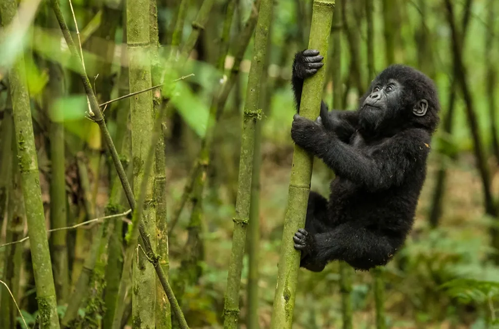 What Is Mgahinga National Park Famous For