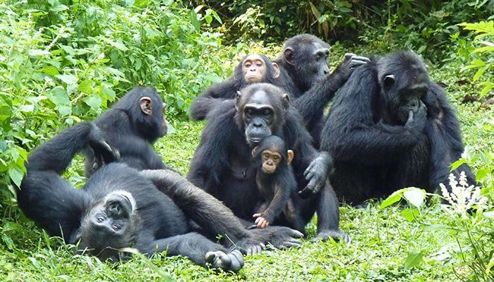 Things to Consider while booking Chimpanzee habituation