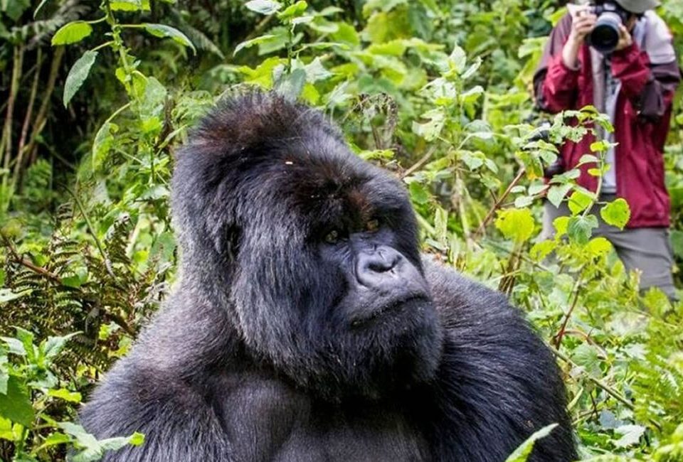 6 Days Uganda Gorilla and Wildlife Safari